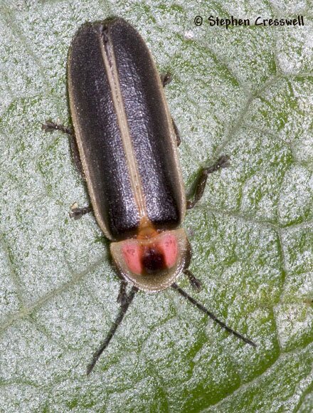 Photinus pyralis, Firefly Beetle image