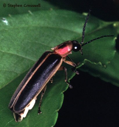Photinus pyralis, Firefly Beetle with light organ