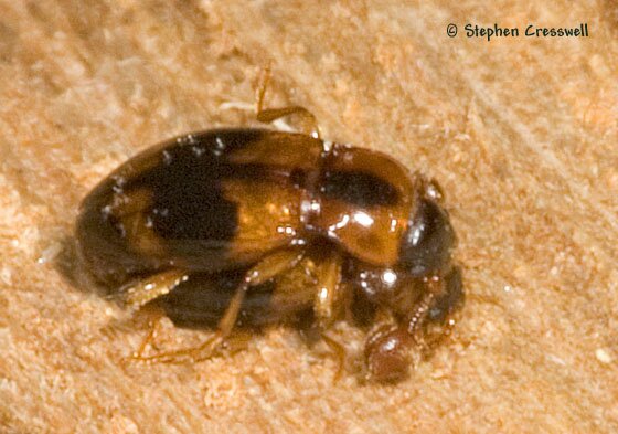 Mating Handsome Fungus Beetles, Phymaphora pulchella image