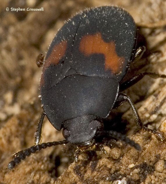 Darkling Beetle, Platydema ellipticus