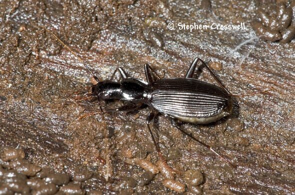 Image of Platynus angustatus, Ground Beetle