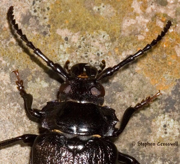 Broad-necked Root Borer image, Prionus laticollis