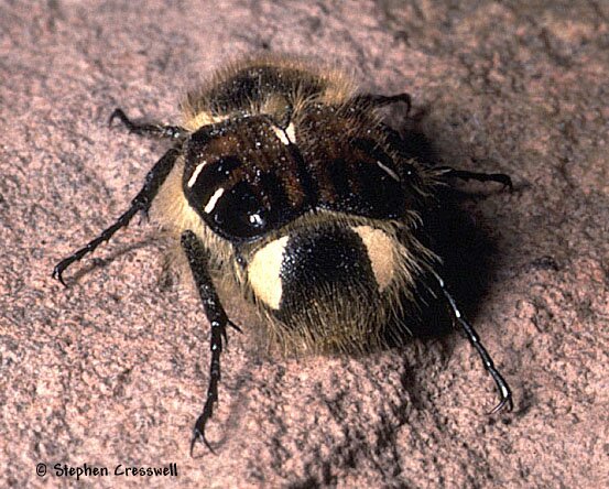 Image of rear of Trichiotinus affinis, Flower Scarab Beetle