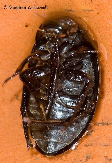 Ventral image, Tropisternus sp.