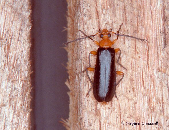 Neopyrochoa femoralis, Fire-Colored Beetle photo