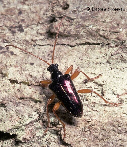 Longhorned Beetle, Gaurotes cyanipennis photo