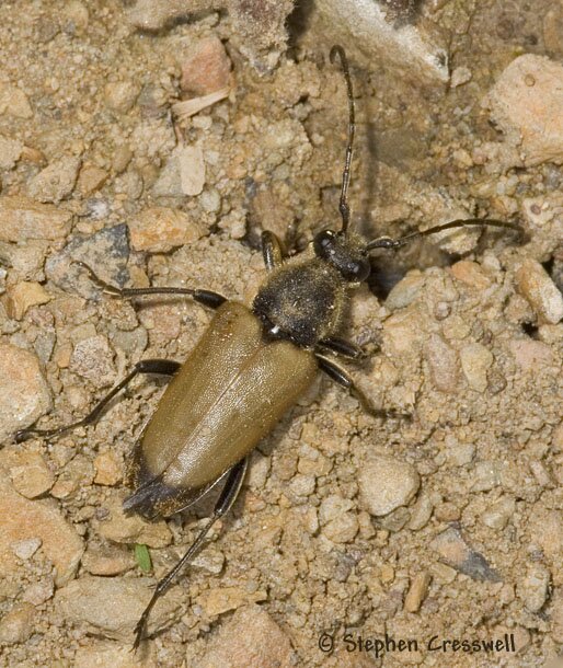 Trigonarthris minnesotana photo, Long-horned Beetle