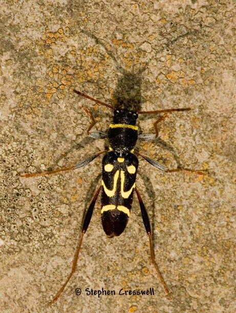 Clytus ruricola, Long-horned Beetle photo