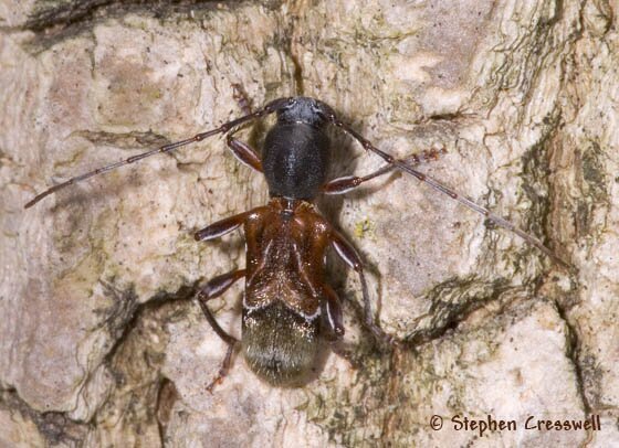 Ant-like Long-horned Beetle, Cyrtophorus verrucosus photo