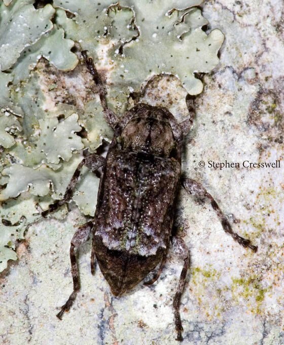 Leptostylus transversus photo, Flat-faced Longhorned Beetle