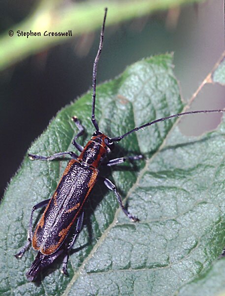 Saperda imitans, Flat-faced Longhorned Beetle photo