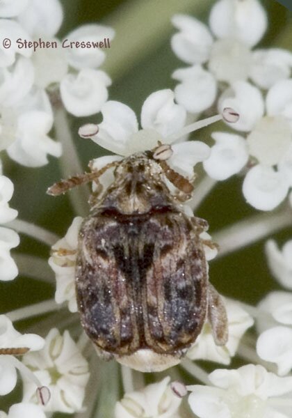 Gibbobruchus mimus, Pea and Bean Weevil photo