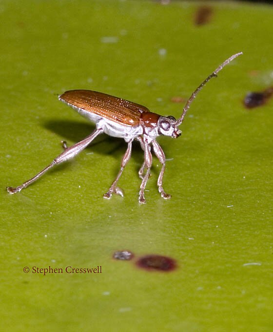 Donacia sp., Water Lily Leaf Beetle photo