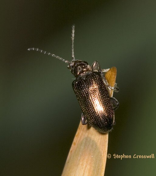 Plateumaris sp., Reed Leaf Beetle photo