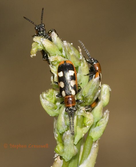 Crioceris asparagi photo, Asparagus Beetle