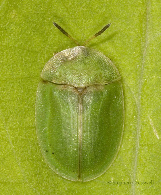 Cassida rubiginosa photo, Thistle Tortoise Beetle