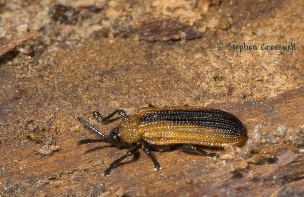 Odontota dorsalis photo, Locust Leaf Miner