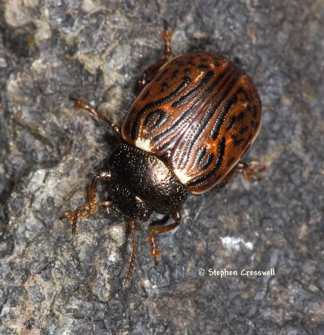 Calligrapha alni, Russet Alder Leaf Beetle photo