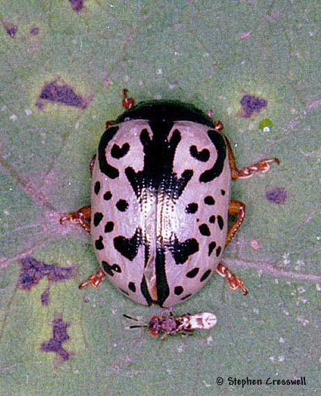 Calligrapha scalaris photo, a Chrysomelid image