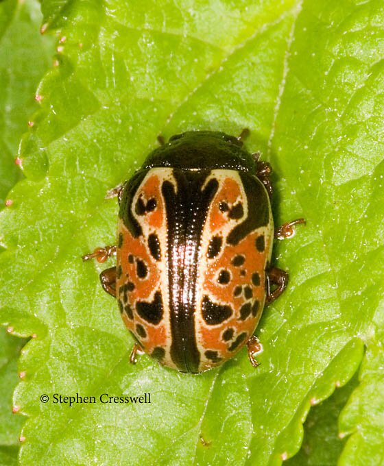 Calligrapha spiraeae photo, Ninebark Calligrapha Beetle