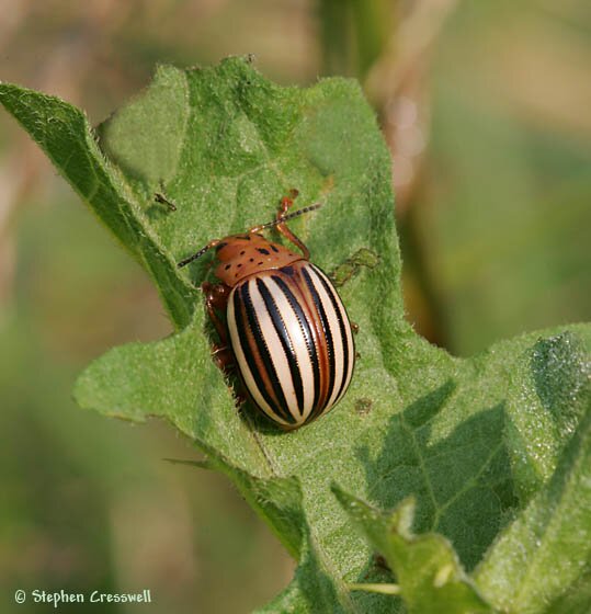 Leptinotarsa juncta photo, False Potato Beetle,