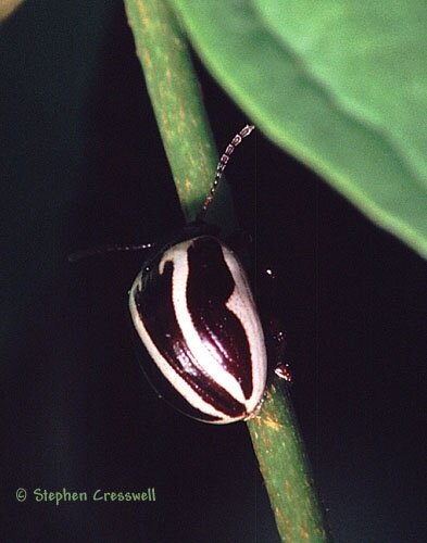 Zygogramma suturalis, Ragweed Leaf Beetle photo