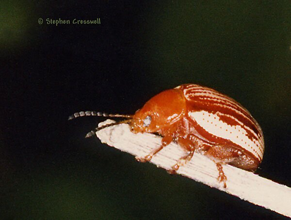 Blepharida rhois, Sumac Flea Beetle photo