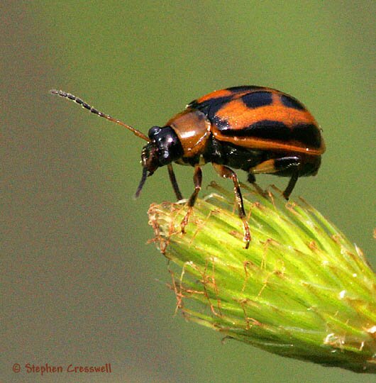Cerotoma trifurcata photo, Bean Leaf Beetle