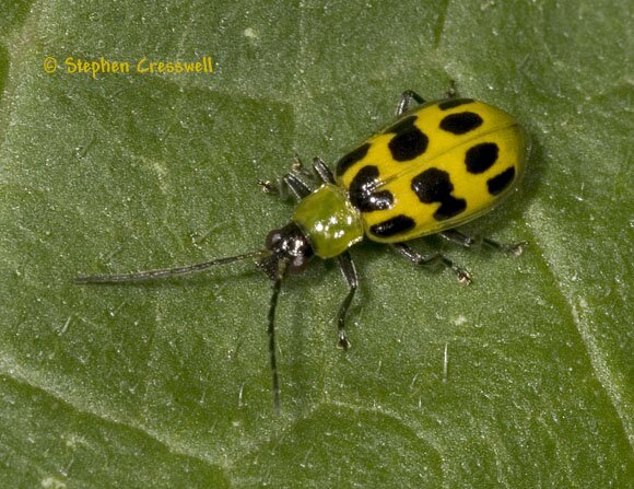 Diabrotica undecimpunctata photo, Spotted Cucumber Beetle