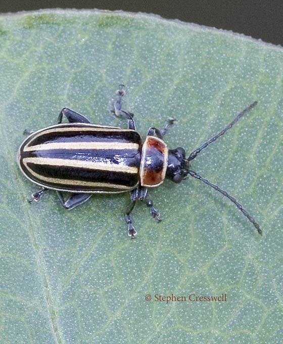 Disonycha pensylvanica photo, Pennsylvania Leaf Beetle