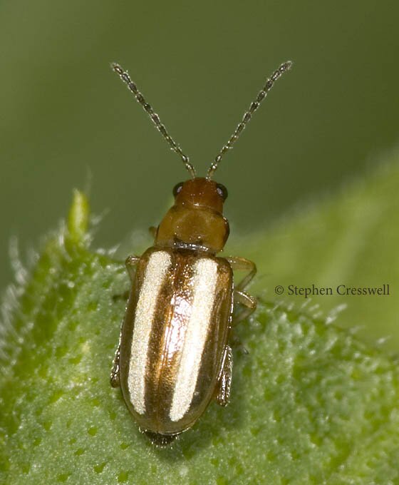 Systena blanda photo, Pale-striped Flea Beetle