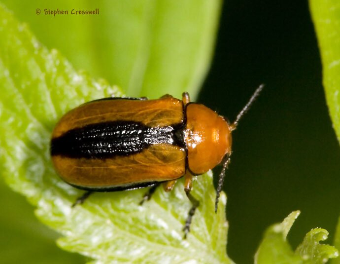 Anomoea laticlavia, Clay-Colored Leaf Beetle photo