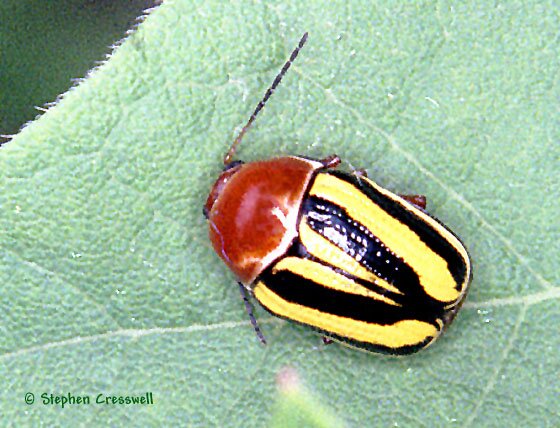 Cryptocephalus calidus photo, Leaf Beetle Subfamily Cryptocephalinae