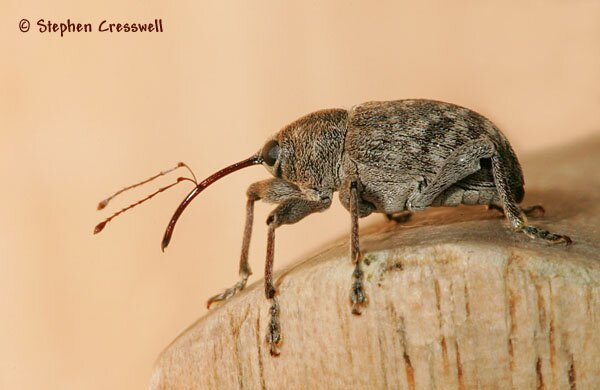 Nut weevil photo, genus Curculio, subfamily Curculioninae