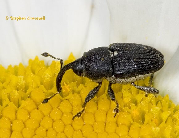 Odontocorynus umbellae / scutellumalbum, weevil photo