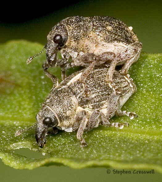 Rhinoncus sp., Mating Weevils