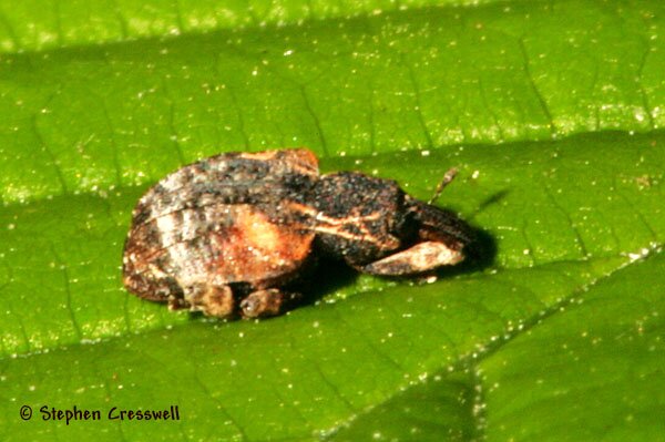 Conotrachelus anaglypticus, Snout Beetle photo