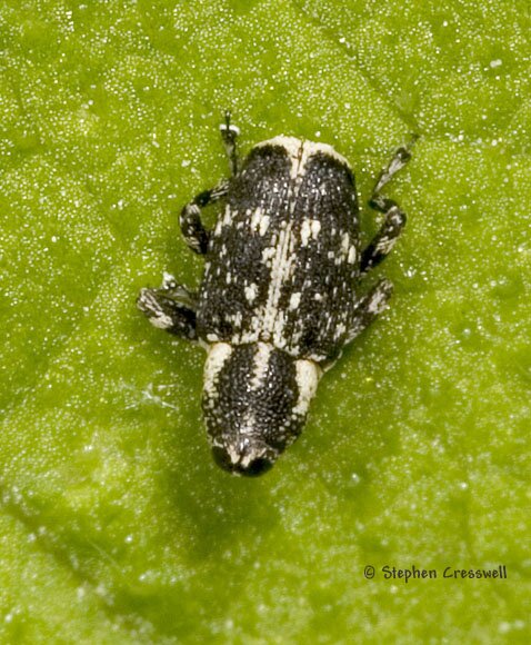 Subfamily Conoderinae, Snout Beetle, Cylindrocopturus quercus