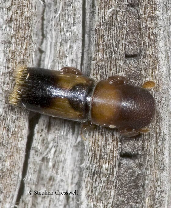 Monarthrum fasciatum, Ambrosia beetle