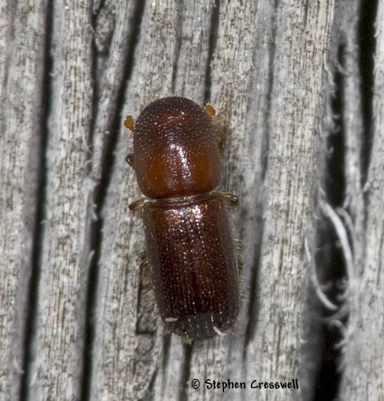 Xyleborus ferrugineus, Ambrosia Beetle photo