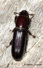 Airora cylindrica