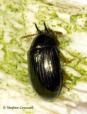 Neomida bicornis