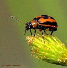 Cerotoma trifurcata