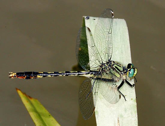 Arigomphus villosipes, Unicorn Clubtail male