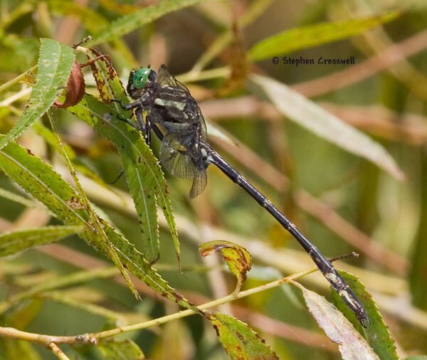 Arrow Clubtail, Stylurus spiniceps