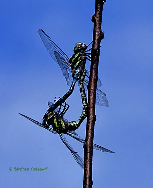 Aeshnidae, Green-striped Darner mating wheel