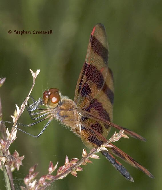 Celithemis eponina, Halloween Pennant