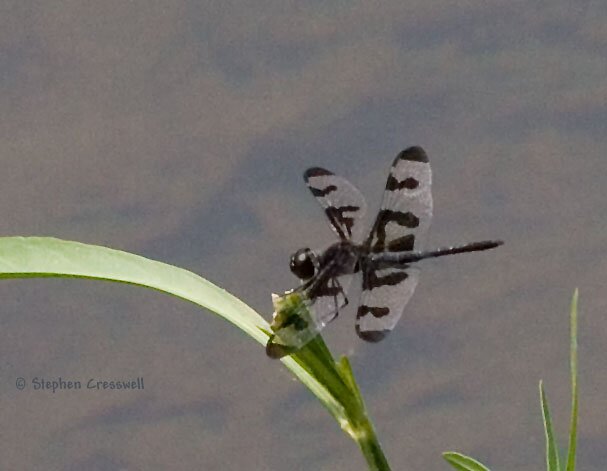 Celithemis fasciata, Banded Pennant,