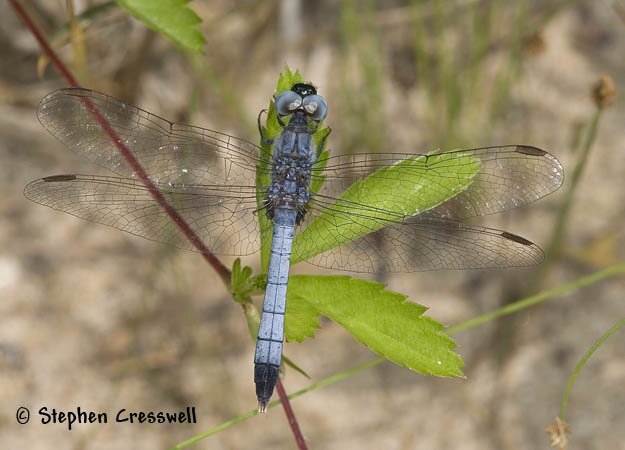 Erythrodiplax minuscula, Little Blue Dragonlet