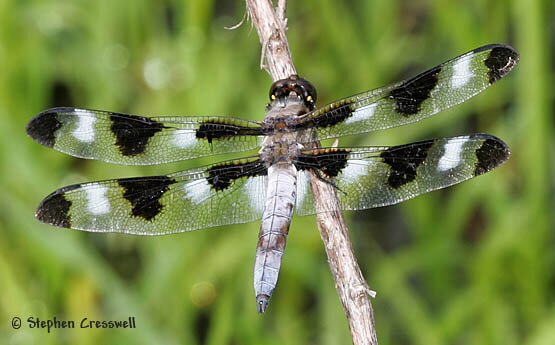 Libellula pulchella, Twelve-Spotted Skimmer